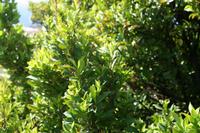 05-23-2009 : La Palma, Jour 01, Breña Baja, Mazo, la Montaña