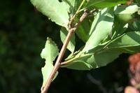 05-23-2009 : La Palma, Jour 01, Breña Baja, Mazo, la Montaña