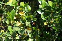 05-23-2009 : La Palma, Jour 01, Breña Baja, Mazo, la Montaña