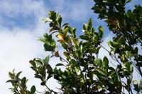 05-23-2009 : La Palma, Jour 01, Breña Baja, Mazo, la Montaña