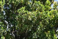 05-23-2009 : La Palma, Jour 01, Breña Baja, Mazo, la Montaña